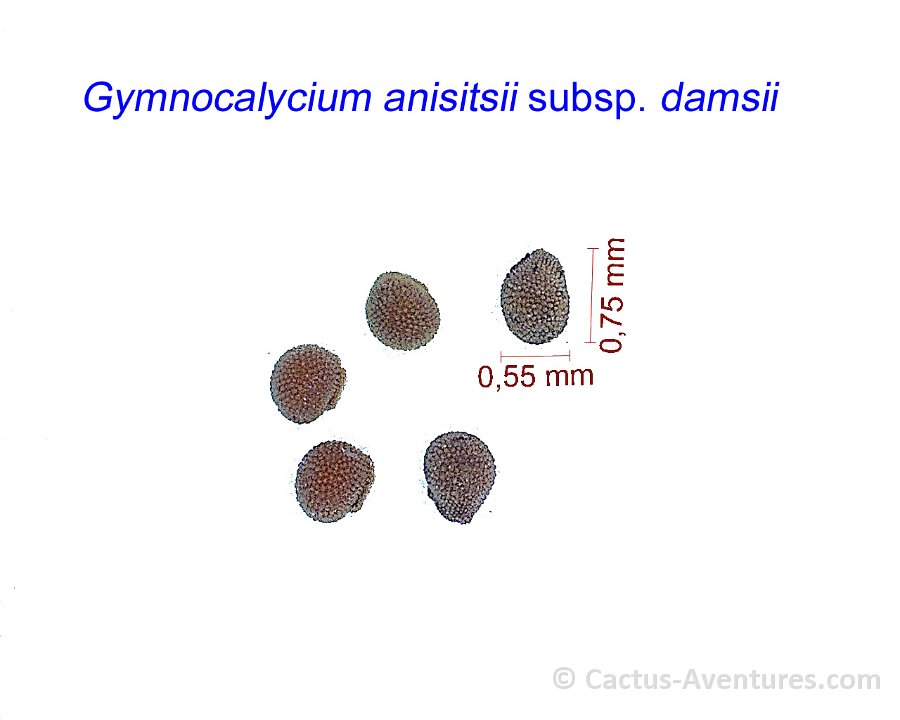 Gymnocalycium anisitsii subsp. damsii